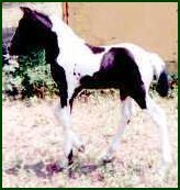 black/white foxtrotter foal