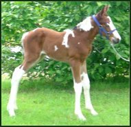 bay/white fox trotter filly